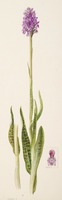Dactylorhiza incarnata L.
