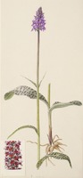 Dactylorhiza maculata L.