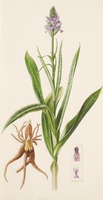 Dactylorhiza maculata L.