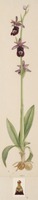 Ophrys bertolonii Moretti