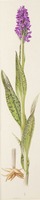 Dactylorhiza incarnata subsp. cruenta L.
