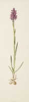 Anacamptis coriophora L.