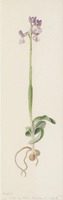 Anacamptis morio subsp. picta L.