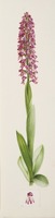Aceras anthropophorum x purpurea