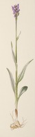 Dactylorhiza purpurella T. Stephenson & T. A. Stephenson