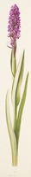 Dactylorhiza incarnata L.