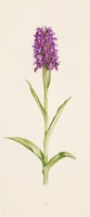 Dactylorhiza purpurella T. Stephenson & T. A. Stephenson
