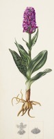Dactylorhiza purpurella T. Stephenson & T. A. Stephenson