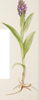 Dactylorhiza cruenta x incarnata