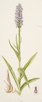 Dactylorhiza incarnata x maculata L.