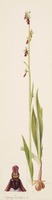Ophrys insectifera L.