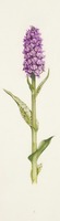 Dactylorhiza purpurella T. Stephenson & T. A. Stephenson
