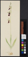 Ophrys insectifera