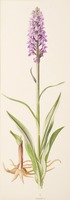 Dactylorhiza praetermissa Druce