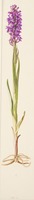 Dactylorhiza incarnata L.