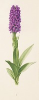 Dactylorhiza purpurella T. Stephenson & T. A. Stephenson