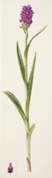 Dactylorhiza purpurella T. Stephenson & T. A. Stephenson