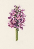 Dactylorhiza purpurella var. cambrensis T. Stephenson & T. A. Stephenson
