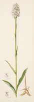Dactylorhiza maculata L.