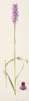 Dactylorhiza maculata L.