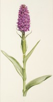 Dactylorhiza purpurella T. Stephenson & T. A. Stephenson