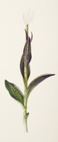 Dactylorhiza incarnata subsp. cruenta L.