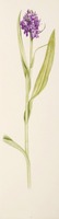 Dactylorhiza praetermissa Druce