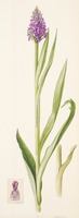 Dactylorhiza praetermissa Druce