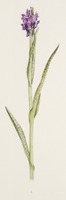 Dactylorhiza incarnata subsp. cruenta L.