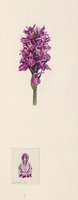 Dactylorhiza purpurella T. Stephenson & T. A. Stephenson