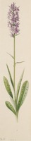 Dactylorhiza maculata L.