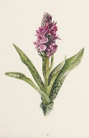 Dactylorhiza sp.