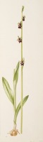 Ophrys insectifera L.