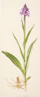 Dactylorhiza praetermissa Druce