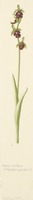 Ophrys insectifera x fuciflora