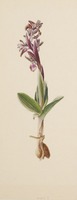 Anacamptis collina Banks & Sol. ex Russell
