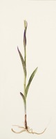 Dactylorhiza incarnata subsp. cruenta L.