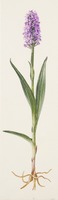 Dactylorhiza praetermissa Druce