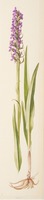 Dactylorhiza incarnata L.