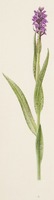 Dactylorhiza incarnata subsp. cruenta L.