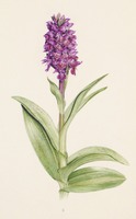 Dactylorhiza purpurella T. Stephenson & T. A. Stephenson