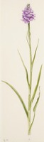 Dactylorhiza maculata L.
