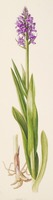 Dactylorhiza praetermissa Druce