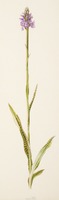 Dactylorhiza maculata L.