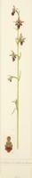 Ophrys insectifera x scolopax