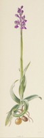 Anacamptis morio subsp. picta L.