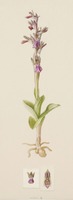 Anacamptis collina Banks & Sol. ex Russell