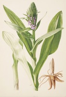 Dactylorhiza maculata L.