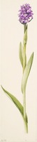 Dactylorhiza praetermissa Druce