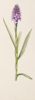 Dactylorhiza praetermissa Druce